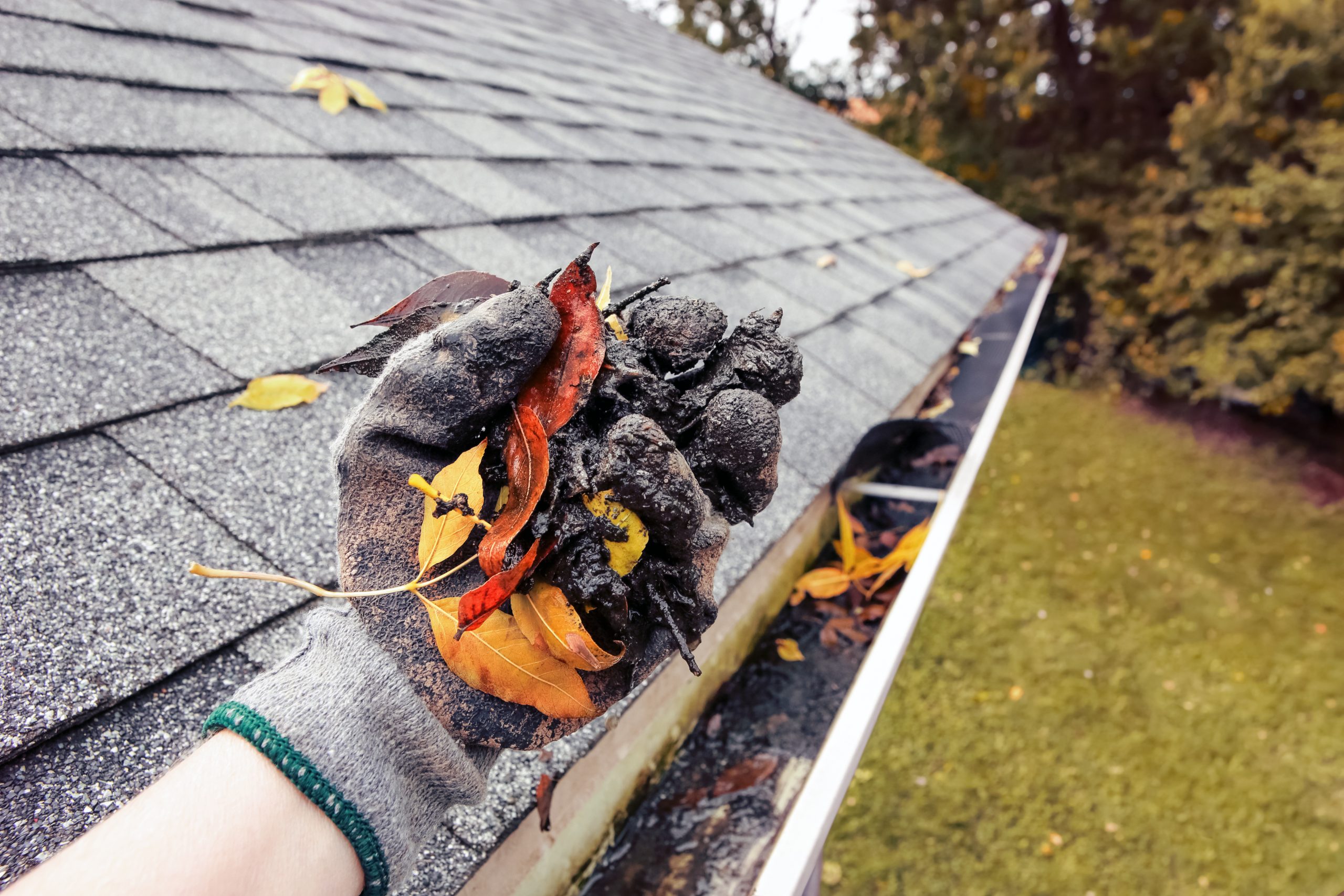 roof cleaning
